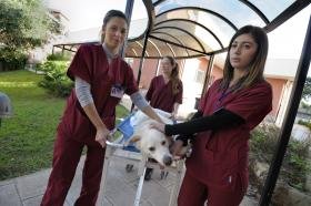 Medicina veterinaria