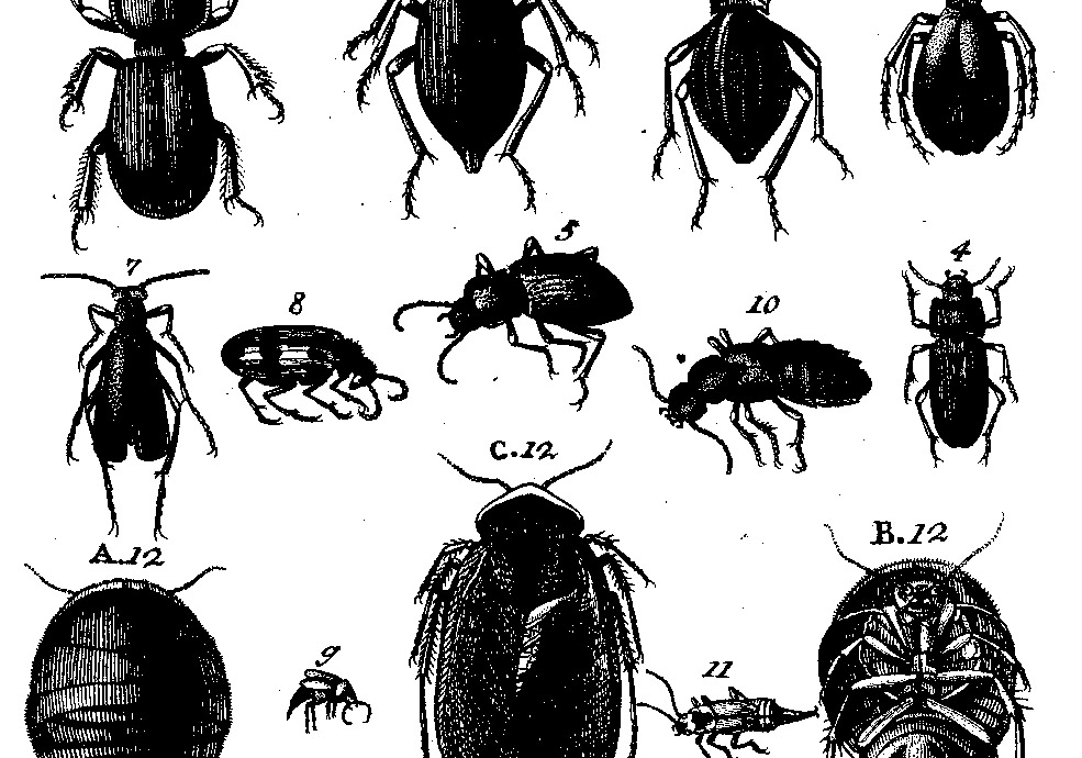 Entomologia