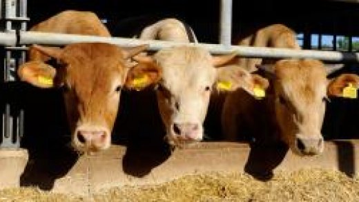 Bovini Meatculture