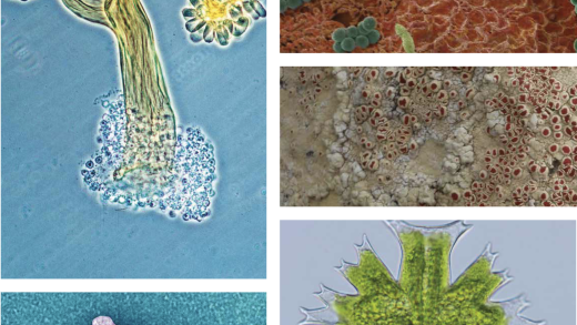 Immagini al microscopio