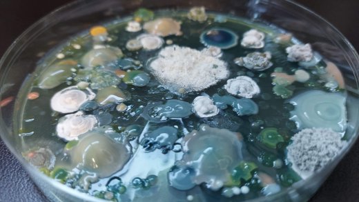 60 anni microbiologia agraria uniss