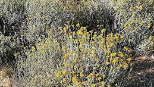 elicriso