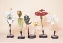 Serie di modelli botanici