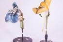 Modelli botanici di orchidee