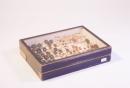 Collezione Entomologica