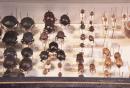 Collezione Entomologica