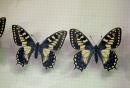 Collezione Entomologica