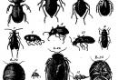 Collezione Entomologica