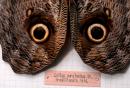 Collezione Entomologica