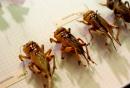 Collezione Entomologica
