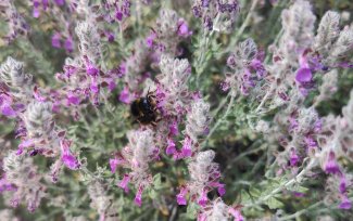 piante officinali