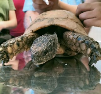 Scienze Veterinarie cover