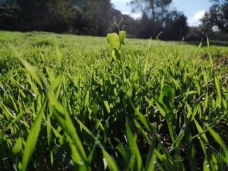 Agraria