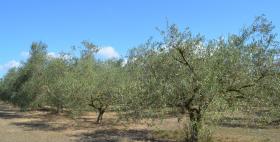 Alberi di olivo Alberi di olivo