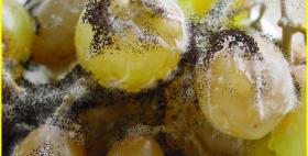 Aspergillus carbonarius Aspergillus carbonarius