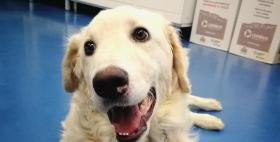 Il cane Calik Il cane Calik