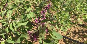Quinoa_Campo sperimentale di Ottava_Università di Sassari Quinoa_Campo sperimentale di Ottava_Università di Sassari