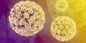 Papilloma virus Papilloma virus