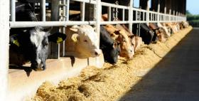 Scuole di Specializzazione Area Veterinaria