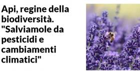 Api, regine della biodiversità_Repubblica.it Api, regine della biodiversità_Repubblica.it