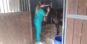 Asinelli ustionati in cura nell'Ospedale didattico veterinario Uniss_Battista_1 Asinelli ustionati in cura nell'Ospedale didattico veterinario Uniss_Battista_1