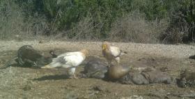 Progetto Life Under Griffon Wings