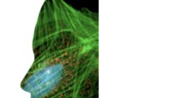 stilizzazione di un volto femminile