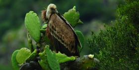 Progetto under grifon wings