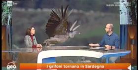 Grifoni GEO Grifoni GEO