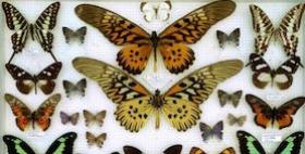 farfalle museo scientifico Muniss farfalle museo scientifico Muniss