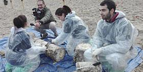 Studenti al lavoro per il recupero della balena spiaggiata Studenti al lavoro per il recupero della balena spiaggiata