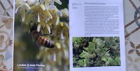 foto di un ape su un fiore con pagina di libro descrittiva a lato foto di un ape su un fiore con pagina di libro descrittiva a lato