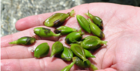 mano con posidonia oceanica mano con posidonia oceanica