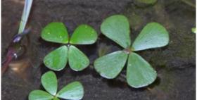 Quadrifoglio acquatico (Marsilea strigosa) Quadrifoglio acquatico (Marsilea strigosa)