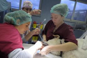 Veterinaria, ospedale didattico Veterinaria, ospedale didattico