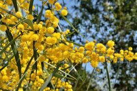 acacia