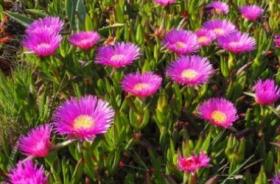 carpobrotus