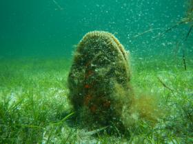 mollusco bivalve in acqua