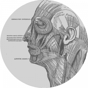 Collezione Anatomica "Luigi Rolando" Collezione Anatomica "Luigi Rolando"