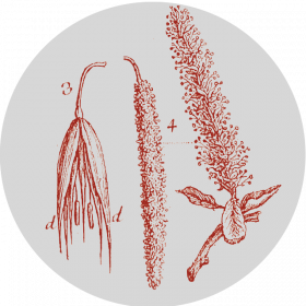 Collezione di Botanica Farmaceutica