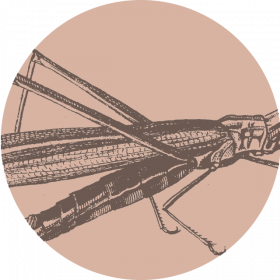 Collezione Entomologica Collezione Entomologica