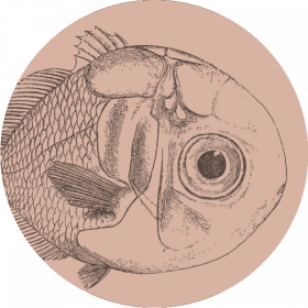 Collezione Zoologica Collezione Zoologica