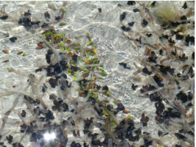 posidonia oceanica posidonia oceanica