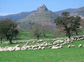 pastorizia pastorizia