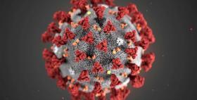 virus15_0.jpg