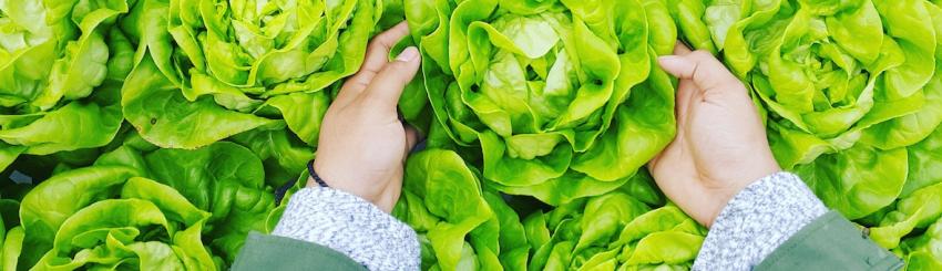 Laurea Magistrale in QUALITÀ E SICUREZZA DEI PRODOTTI ALIMENTARI foto pagina qualità sicurezza prodotti